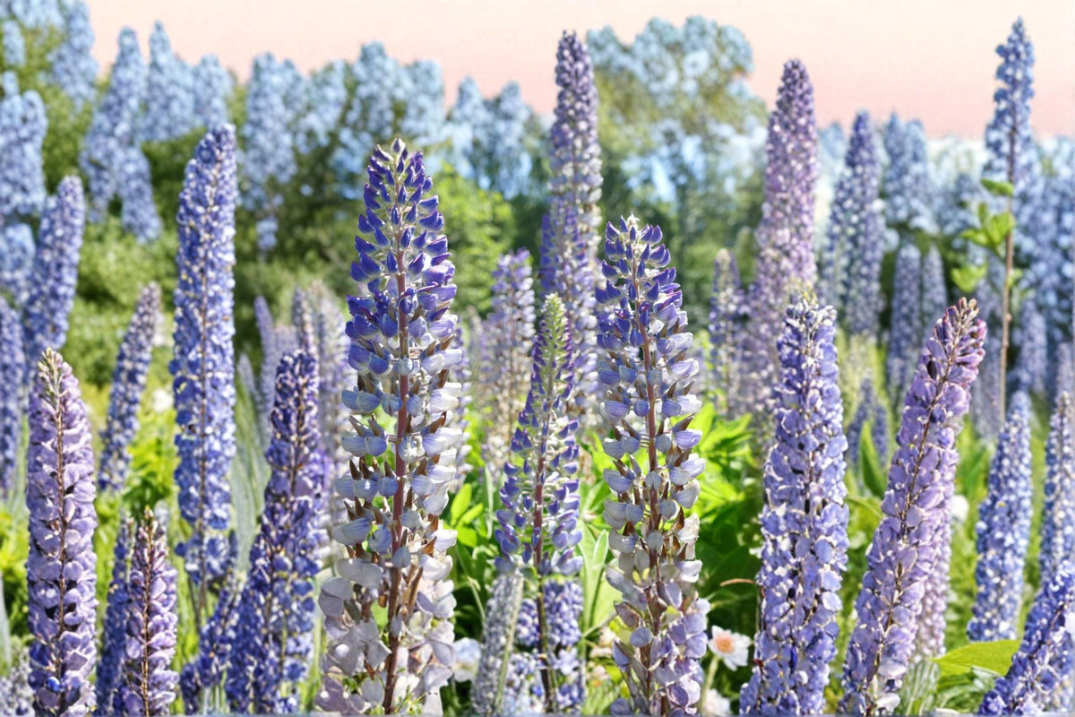 Large Leaf Lupine Seeds, Perennial Flower, Purple Blue, Lupinus polyphyllus, Tall Garden Plant, Ornamental Wildflower, 20 Seeds