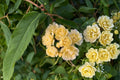 Lady Banks Yellow Climbing Rose Live Plant - Rosa banksiae 'Lutea' - 1 Quart Pot