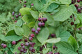 Serviceberry Cuttings 8-Pack Amelanchier berry shrub for propagation, deciduous small tree, white flowers, edible berries