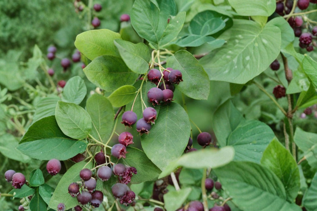 Serviceberry Cuttings 8-Pack Amelanchier berry shrub for propagation, deciduous small tree, white flowers, edible berries
