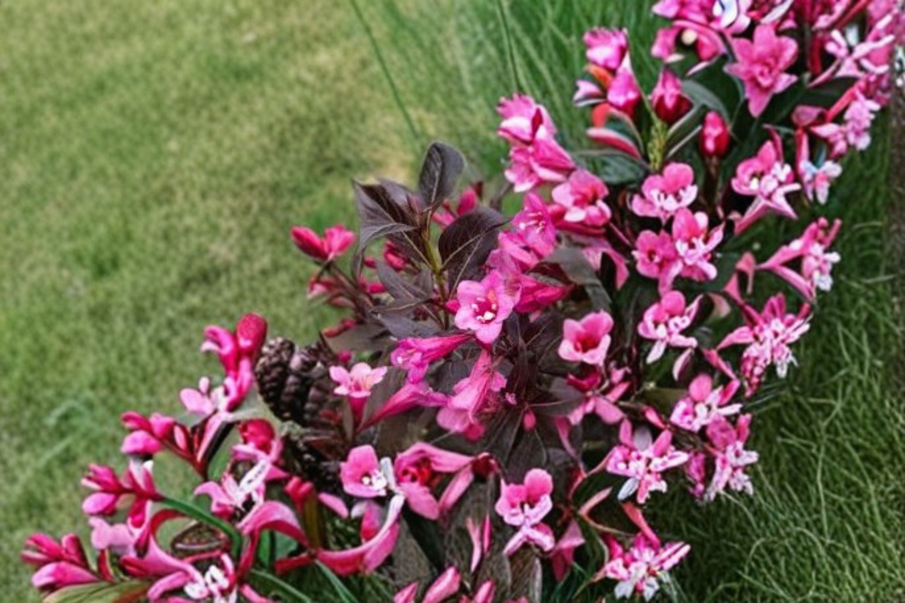 Mixed Weigela Live Shrub – Random Color Flowering Bush for Garden and Landscape
