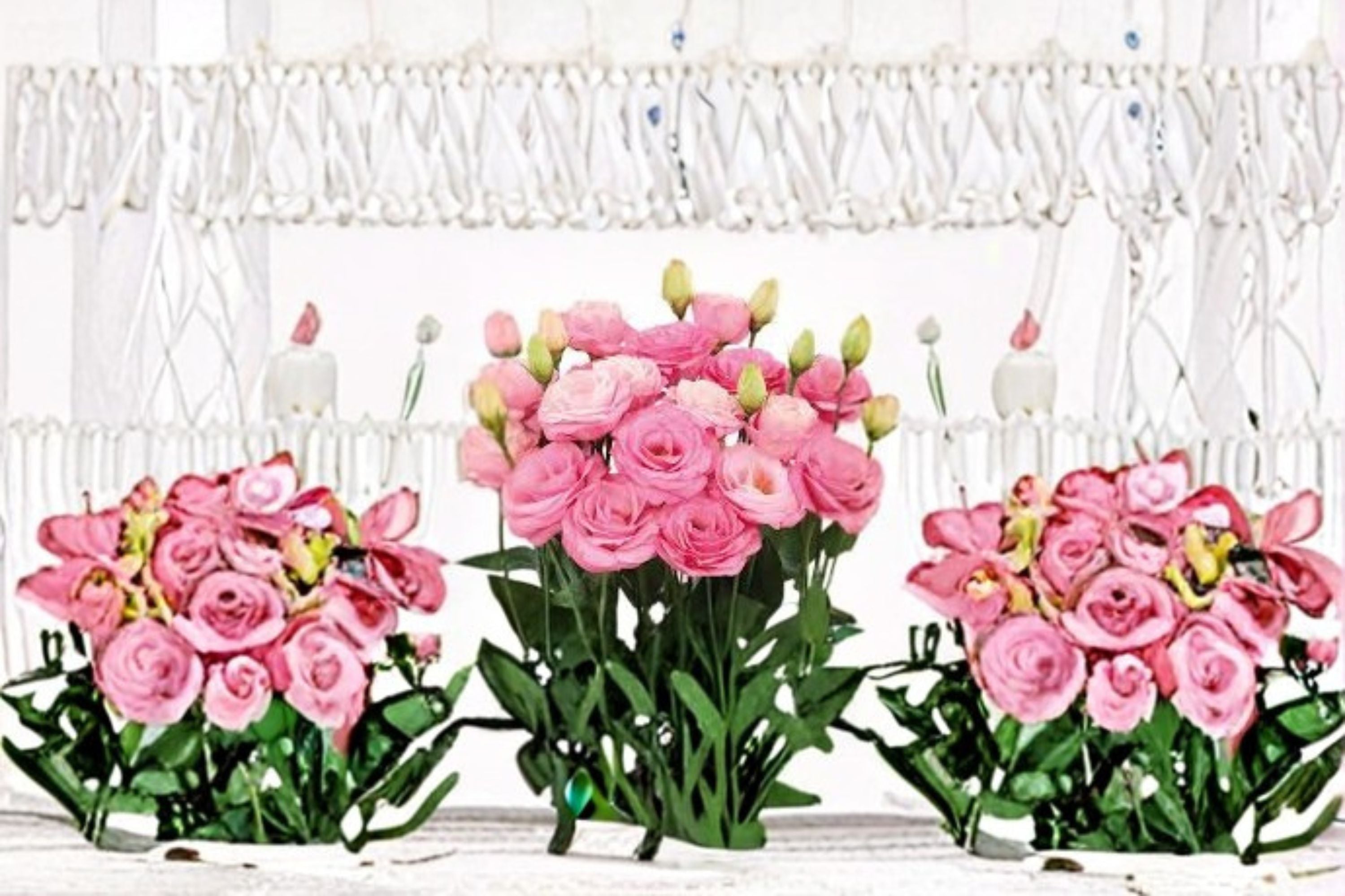 Lisianthus Rosita 1 Plant – Eustoma grandiflorum Live Flowering Plant