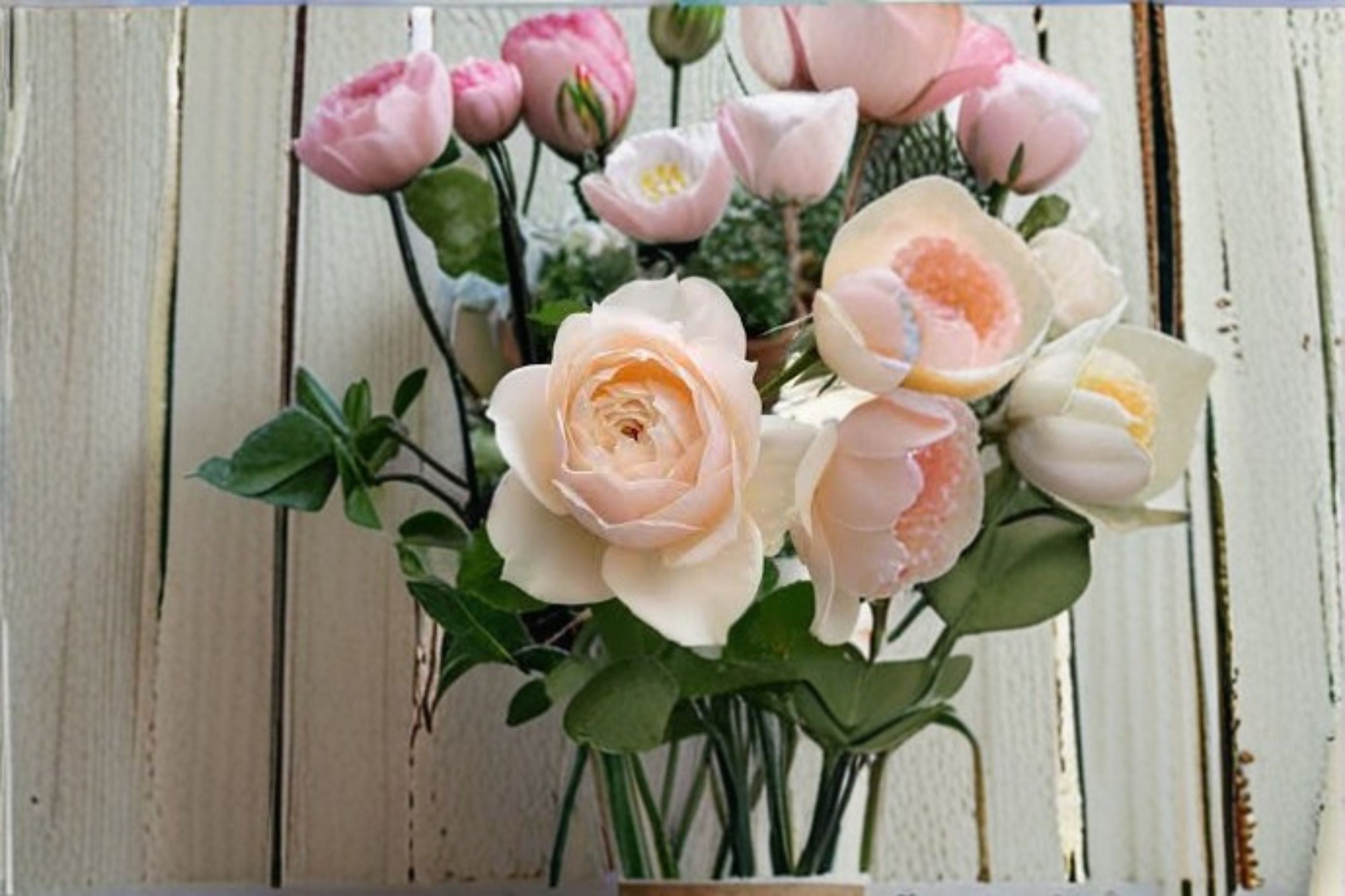 Totoro Rose Live Plant – Cream Apricot Austin Style Rose with Myrrh Fragrance