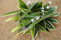 Spider Plant Variegated – Chlorophytum comosum Indoor Houseplant