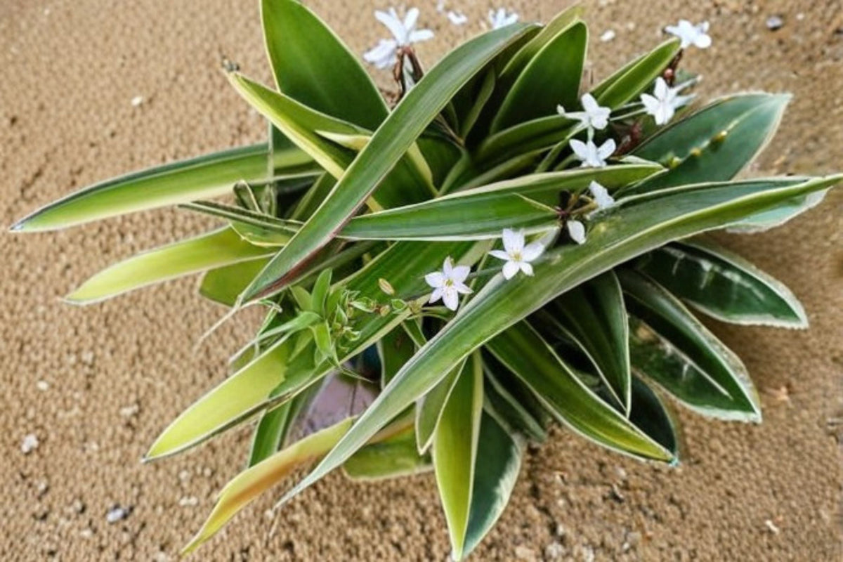 Spider Plant Variegated – Chlorophytum comosum Indoor Houseplant