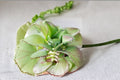 Mother of Thousands Succulent Live Plant in 2 Inch Pot – Kalanchoe Starter Plant