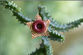 Huernia zebrina 3 Offsets – Lifesaver Plant Succulent for Containers