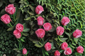 Shanghai Lady Rose Live Plant – Elegant Pink Garden Rose for Sunny Locations