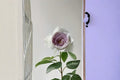 Milky Pearl Rose Live Plant – Own Root Repeat Blooming Cut Rose