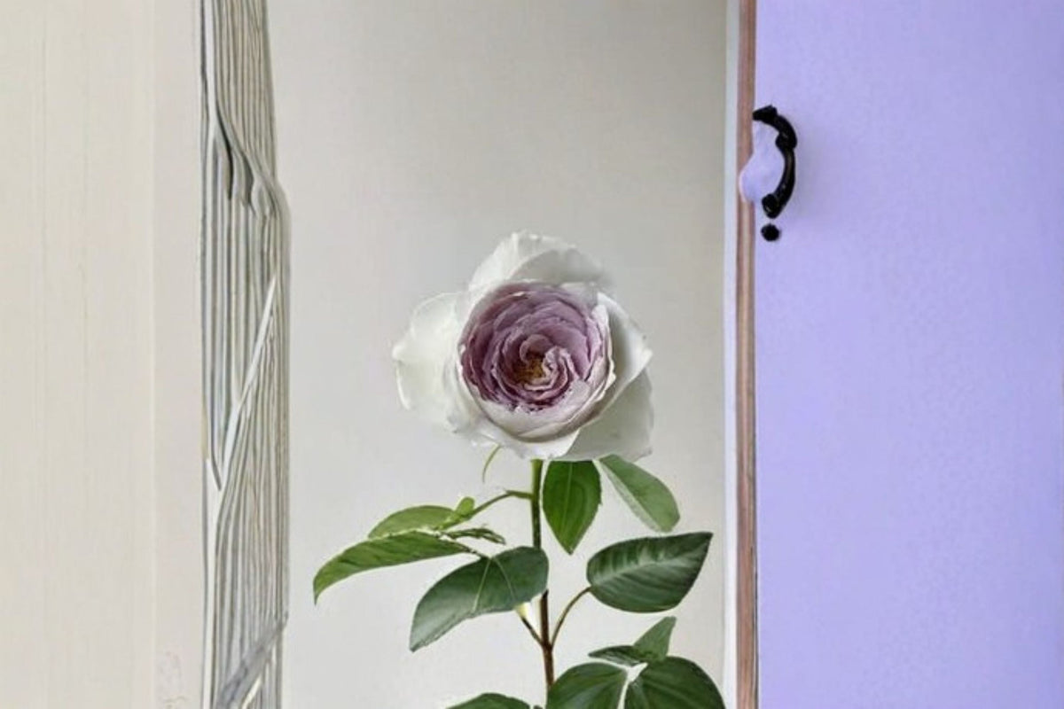 Milky Pearl Rose Live Plant – Own Root Repeat Blooming Cut Rose