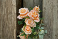 Shimmer Rose Live Plant – Yellow Pink Gradient Cut Rose | Rosa hybrid