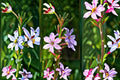 Winged Loosestrife Seeds Lythrum alatum Pink Wildflower Native Perennial Garden Seeds Pack