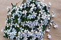 Blue Star Creeper 1 Plant – Isotoma fluviatilis Evergreen Groundcover