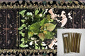 Hybrid Poplar Cuttings 20 Unrooted Dormant Propagation Tree Populus OP-367 for Shade & Screening