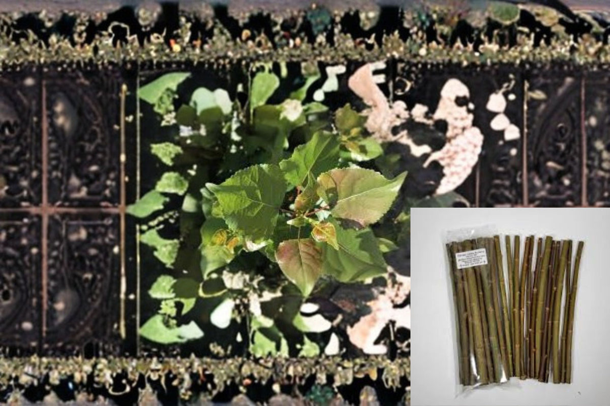 Hybrid Poplar Cuttings 20 Unrooted Dormant Propagation Tree Populus OP-367 for Shade & Screening