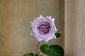 Noble Shine Rose Live Plant – Japanese Own Root Cut Rose, Repeat Blooming Shrub