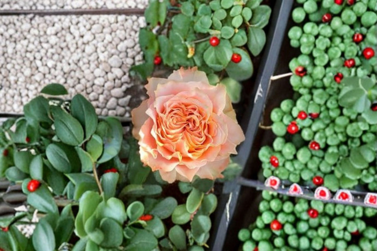 Living Coral Rose Own Root Live Plant – Coral Pink Floribunda Rose