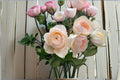 Totoro Rose Live Plant – Cream Apricot Austin Style Rose with Myrrh Fragrance