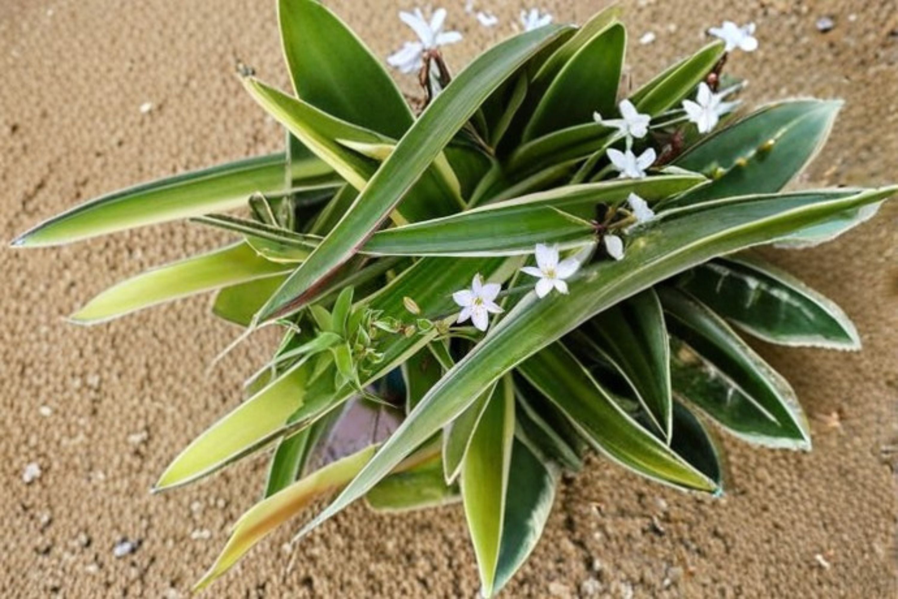 Spider Plant Variegated – Chlorophytum comosum Indoor Houseplant