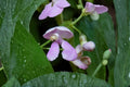 Wild Kidney Bean Seeds - Native Climbing Vine, Perennial Planting, Phaseolus polystachios, Garden Vine Seeds, 5 Seeds