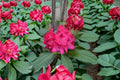 Nova Zembla Red Rhododendron Live Starter Plant – 8M Pot – Evergreen Flowering Shrub