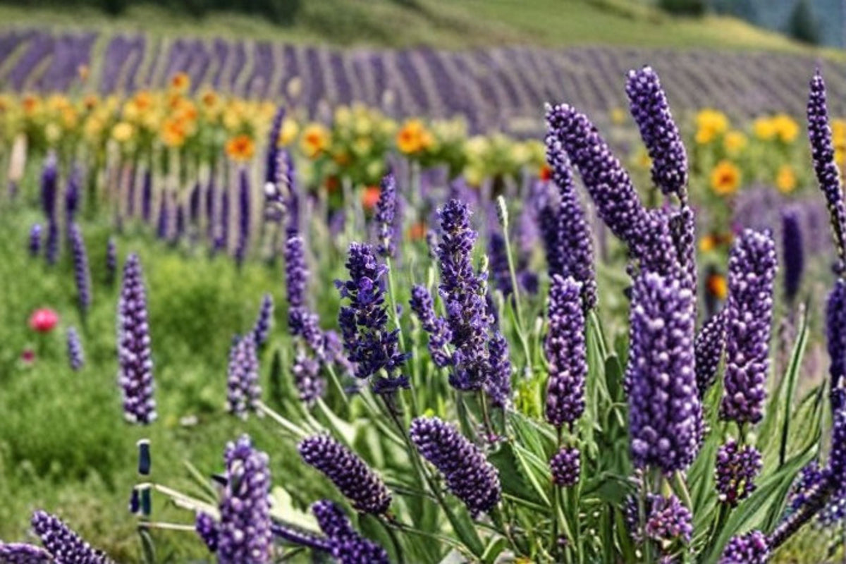 Blue Spear Lavender Plant – Lavandula angustifolia Perennial Herb