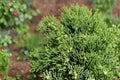 Hollywood Juniper 1 Plant – Juniperus chinensis Evergreen Shrub