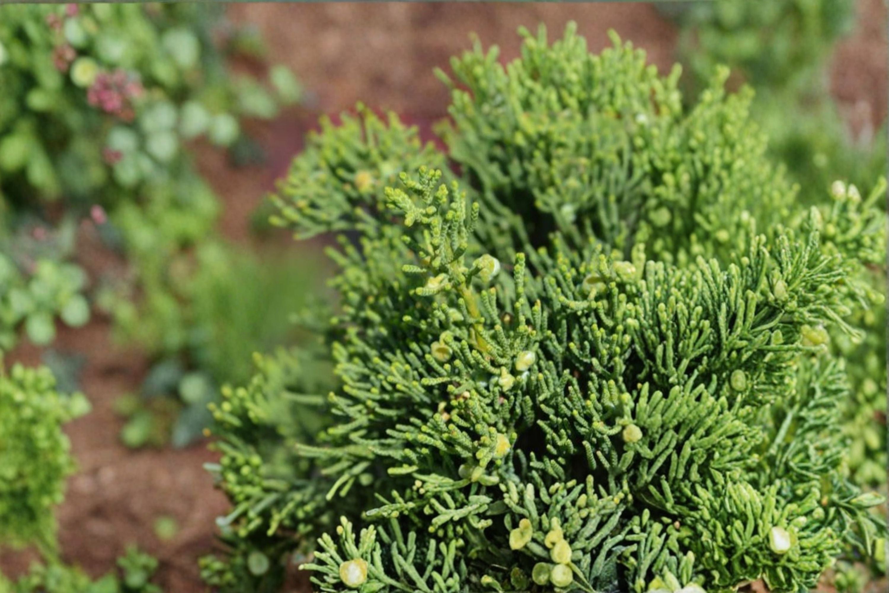 Hollywood Juniper 1 Plant – Juniperus chinensis Evergreen Shrub