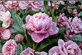 Chinese Herbaceous Peony Seeds Paeonia lactiflora Garden Perennial Flower Seeds Pack