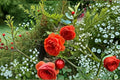 Austango Rose Own Root Live Plant – Ornamental Garden Rose