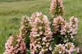 Munchkin Dwarf Oakleaf Hydrangea Live Plant - 1 PT - Hydrangea quercifolia 'Munchkin'