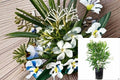 White Oleander Plant – Nerium oleander ‘Sister Agnes’ Evergreen Shrub