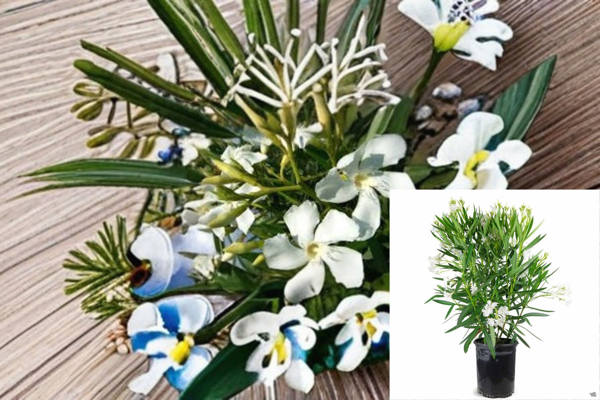 White Oleander Plant – Nerium oleander ‘Sister Agnes’ Evergreen Shrub