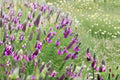 Purple Prairie Clover Seeds | Native Perennial Wildflower | Dalea purpurea | Pollinator & Meadow Plant | 100 Seeds