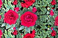 Tiamo Rose Live Plant – 1.5 Gal Red Grandiflora Rose, Disease Resistant