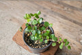 Angel Wire Vine Live Starter Plant – Muehlenbeckia complexa Evergreen Vine