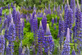 Blue Lupine Seeds - Native Perennial Wildflower with Blue Flowers, Lupinus perennis, Pollinator & Meadow Plant, 25 Seeds