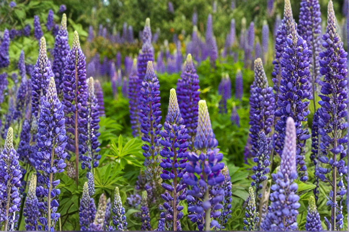 Blue Lupine Seeds - Native Perennial Wildflower with Blue Flowers, Lupinus perennis, Pollinator & Meadow Plant, 25 Seeds