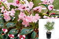 Petite Pink Oleander Plant – Nerium oleander ‘Petite Pink’ Evergreen Shrub