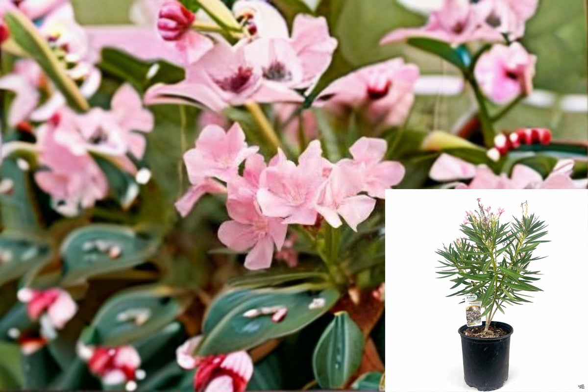 Petite Pink Oleander Plant – Nerium oleander ‘Petite Pink’ Evergreen Shrub