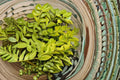 Golden Vicary Privet Plant – Ligustrum x vicaryi Deciduous Shrub for Hedges and Borders