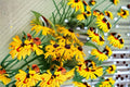 Black Eyed Susan Plant - Rudbeckia hirta | Native Perennial Flower