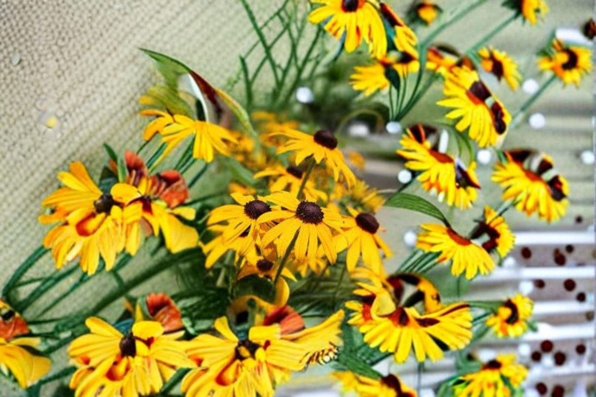 Black Eyed Susan Plant - Rudbeckia hirta | Native Perennial Flower