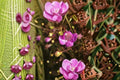 Slender False Foxglove Seeds Agalinis tenuifolia Pink Wildflower Native Garden Planting Pack