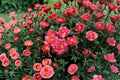 Hot Tamale Miniature Rose Live Plant – 4 Inch Pot – Multicolor Rose Bush