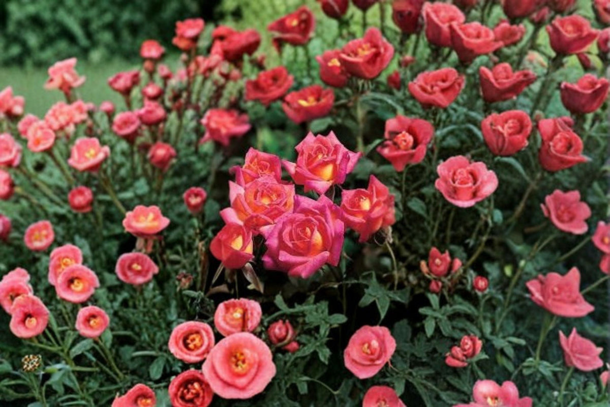 Hot Tamale Miniature Rose Live Plant – 4 Inch Pot – Multicolor Rose Bush