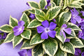 Variegated Vinca Major Plant – Trailing Perennial with Blue Flowers