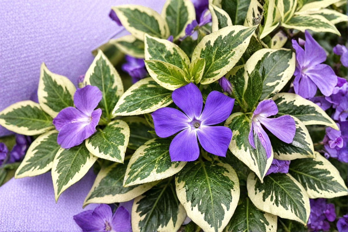 Variegated Vinca Major Plant – Trailing Perennial with Blue Flowers