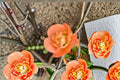 Cameo Flowering Quince Live Plant - Chaenomeles speciosa 'Cameo' - 3.5 Inch Pot