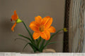 Orange Vols Daylily Live Plant – Bare Root Hardy Perennial Flower